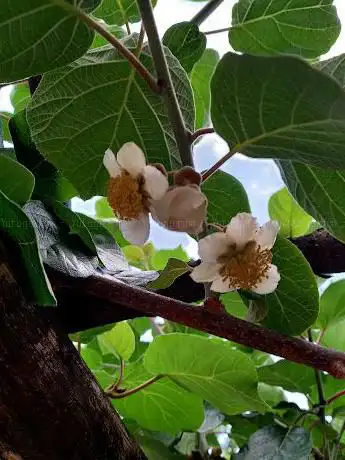 Photo de Parco giochi Kiwi