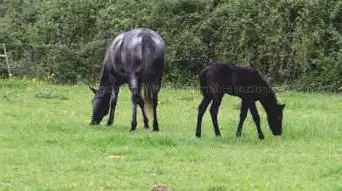 Photo de Préscilia ranch