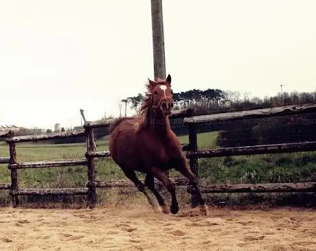 Photo de Reiterhof Gruber