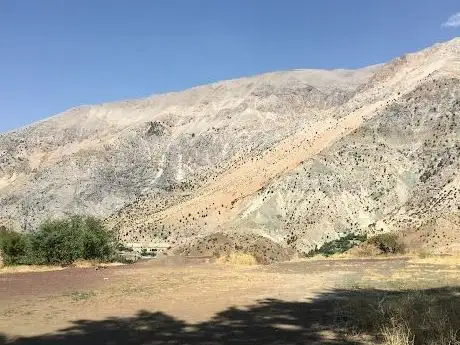 Photo de Doğanlı Çınarı Tabiat Anıtı