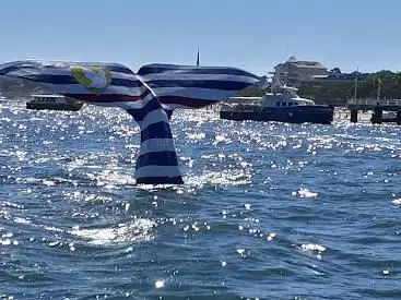 Photo de Queue de Baleine