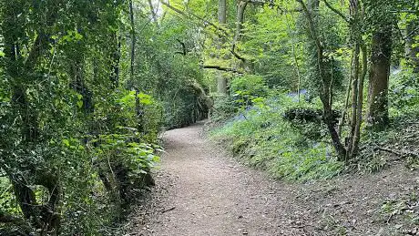 Photo de Bolehill Wood (Local Wildlife Site)