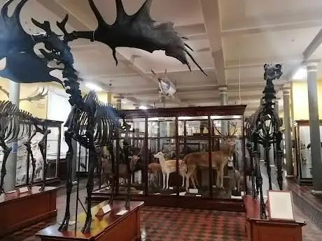 National Museum of Ireland - Natural History