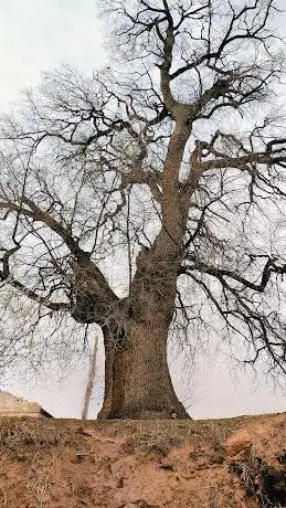 Photo de Özkonak Sapsız Meşe (Anıt Ağacı )