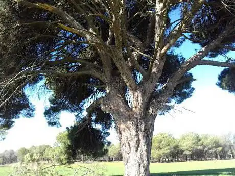 Photo de Pino Lorito 