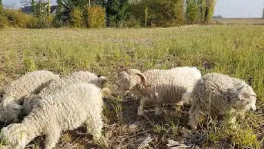 Photo de La Ferme des P'tits Bergers -Laine mohair & mouton - Loiret & Essonne