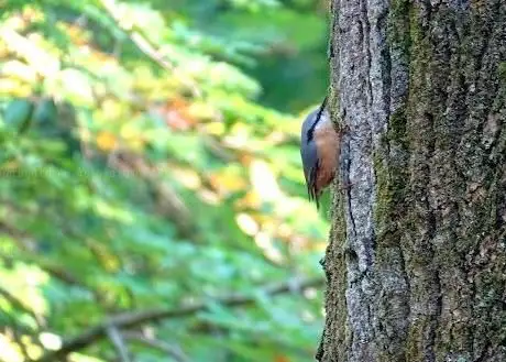 Photo de Bentheimer WALD