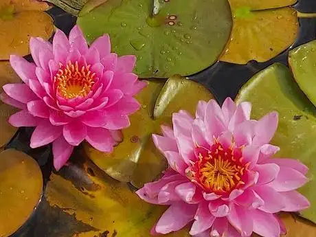 Foto de Chemin de Fer Touristique du Tarn