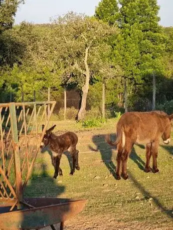 Photo de Parque Biologico da Cabeça Gorda