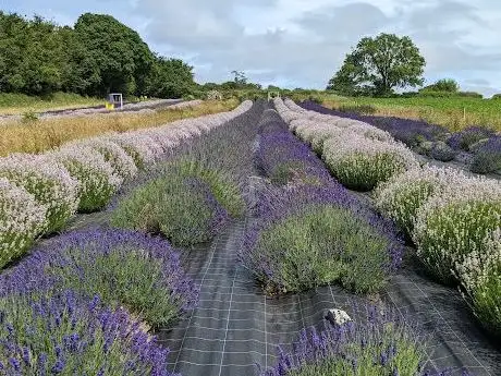 Photo de Wexford Lavender Farm
