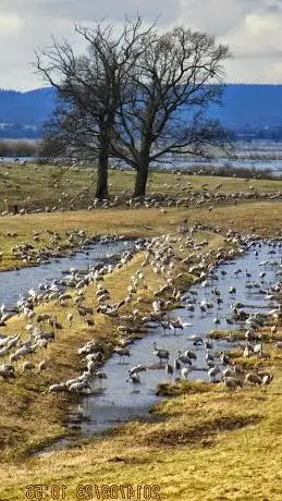 Photo de Hornborgasjön nature reserve