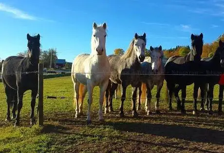 Photo de Tenhults hästuthyrning