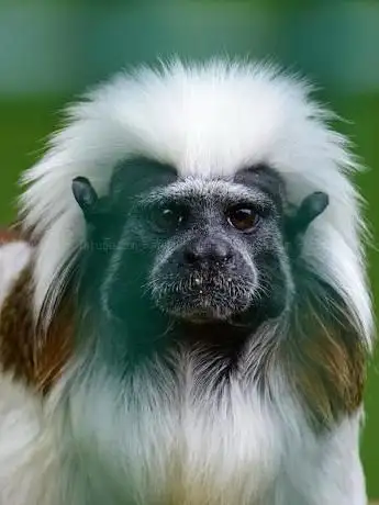 Photo of Živalski vrt Sikalu ZOO