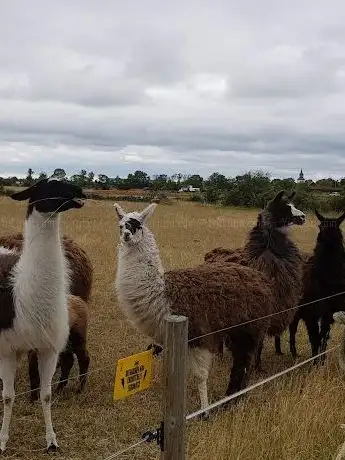 Photo de Kamelranch