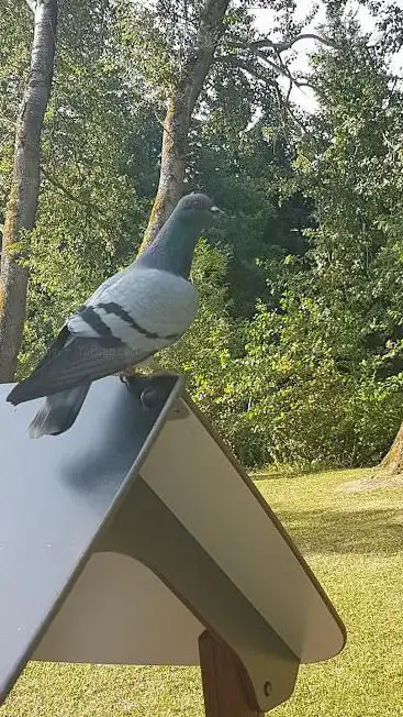 Photo de Parc du Moulin