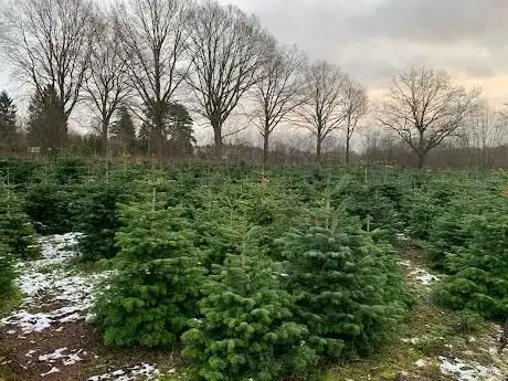 Photo de Hof Reiners - Weihnachtsbäume & Weihnachtsfeiern