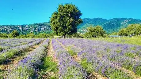 Photo de Akçalı Lavanta Bahçesi