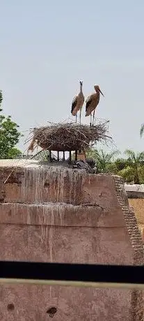 Photo de Nid de cigogne