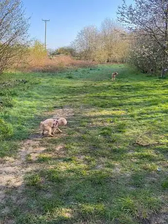 Photo de Banesley Lane Woodland