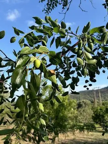 Photo de Jardin Botanique Fruitier