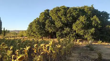 Photo de Moral de Santa LucÃ­a