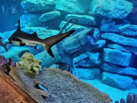 Photo de Aquarium d'Amnéville