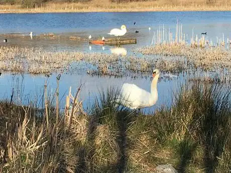 Photo de Perchy Pond Wishaw