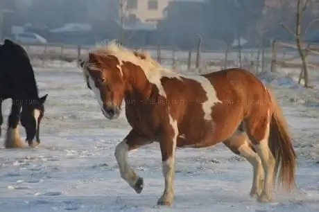 Photo de Das Kräuterpferdchen