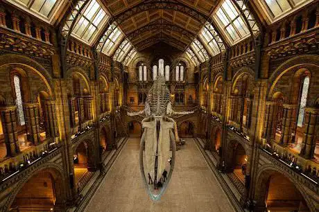 Photo de Musée d'histoire naturelle de Londres