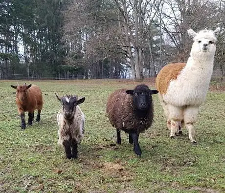 Photo de La ferme des Touminis