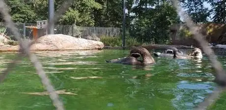 Photo of Amerika-Tierpark Limbach-Oberfrohna