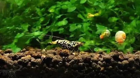 Photo de Luxury Shrimp