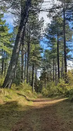 Photo de Tentsmuir Forest