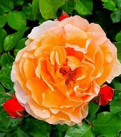 Photo de Rosengarten Moers
