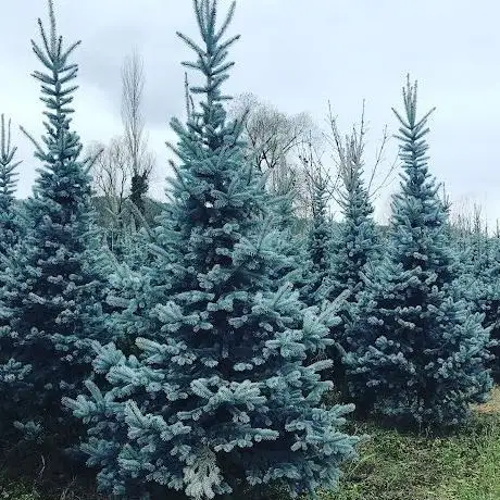 Photo de Tezel Fidan Park Ve Bahçe Süs Bitkileri