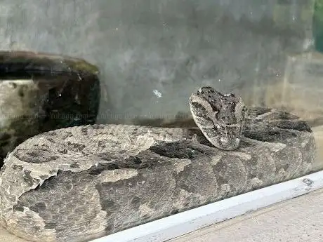 Photo de Snakes Farm