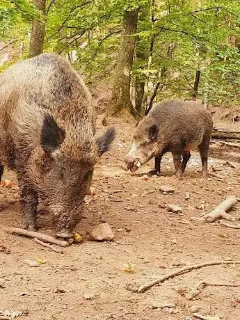 Photo de Wildgehege Rottenburg