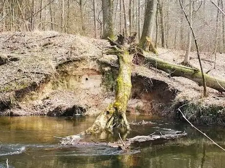 Photo de Zespół przyrodniczo-krajobrazowy „Park Leśny w Strudze”
