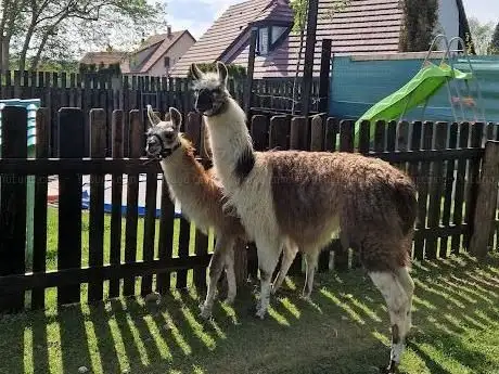 Photo de HOPLA GEISS