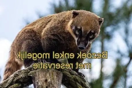 Photo of De Zonnegloed Animal Sanctuary vzw