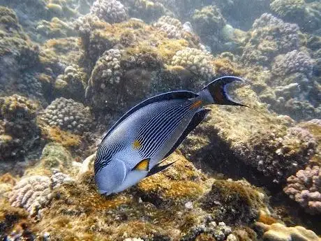 Photo de Snorkeling pier