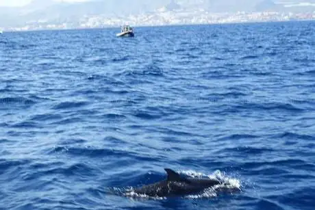 Photo de Exmaran - Excursiones Maritimas Atlantico Norte