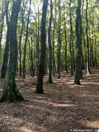 Photo de Bosco Spinapulci