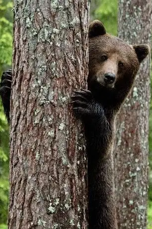 Photo de Wild Nordic Sweden