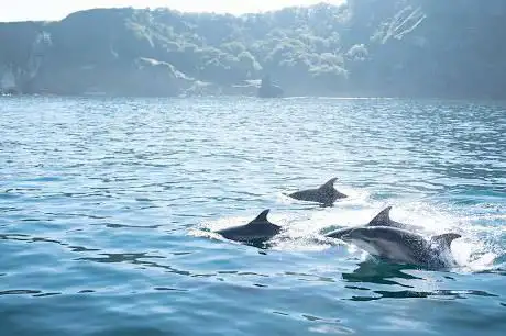 Kintra Boat Tours