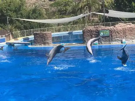 Photo de Dolphins