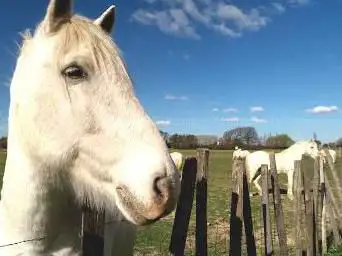 Photo de Manade Felix