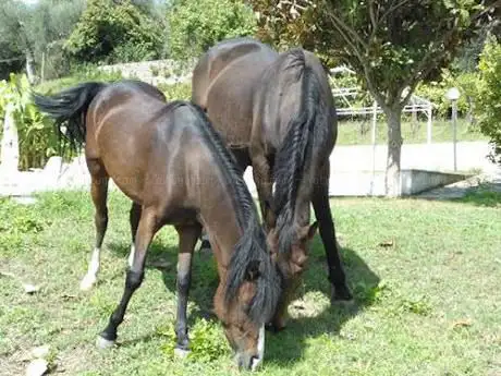 Photo de Tre Cavalli Equiturismo