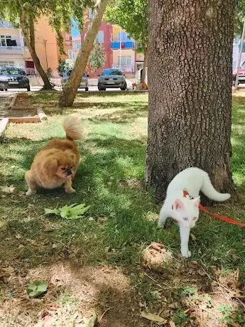 Photo de Çocuk Bahçesi