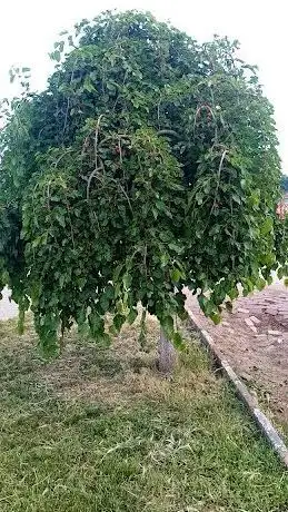 Photo de Çocuk Parkı